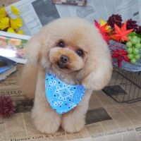 【山手店】2018年9月6日のワンちゃん達♪