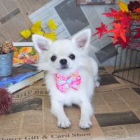 【山手店】2018年9月7日のワンちゃん達♪