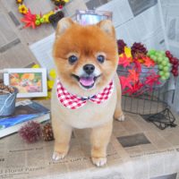 【山手店】2018年9月8日のワンちゃん達♪