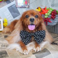 【山手店】2018年9月9日のワンちゃん達♪