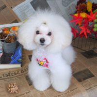 【山手店】2018年9月10日のワンちゃん達♪