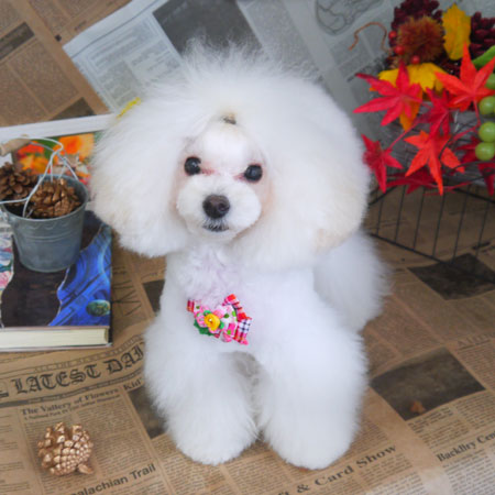 【山手店】2018年9月10日のワンちゃん達♪