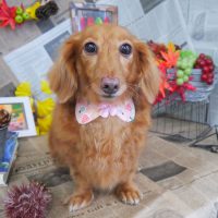 【山手店】2018年9月12日のワンちゃん達♪