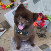 【山手店】2018年9月13日のワンちゃん達♪