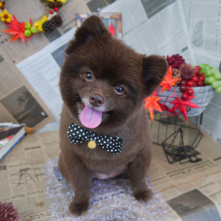 【山手店】2018年9月13日のワンちゃん達♪