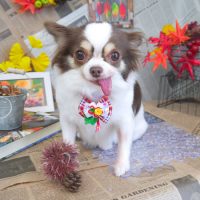 【山手店】2018年9月14日のワンちゃん達♪