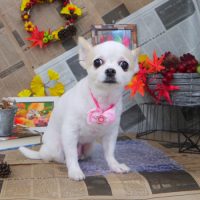 【山手店】2018年9月15日のワンちゃん達♪