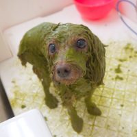 【山手店】2018年9月17日のワンちゃん達♪