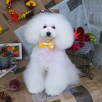 【山手店】2018年9月20日のワンちゃん達♪