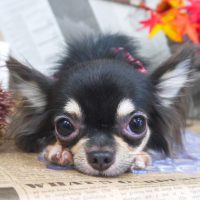 【山手店】2018年9月21日のワンちゃん達♪