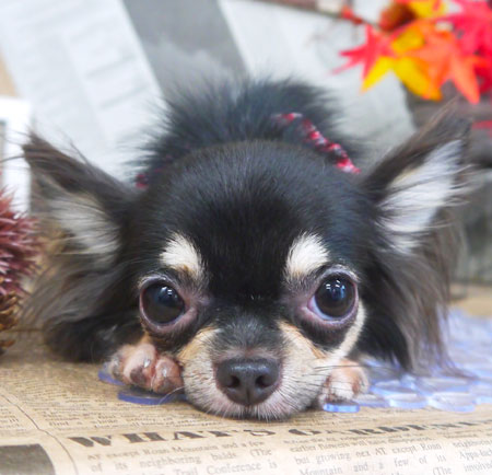 【山手店】2018年9月21日のワンちゃん達♪