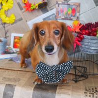 【山手店】2018年9月22日のワンちゃん達♪