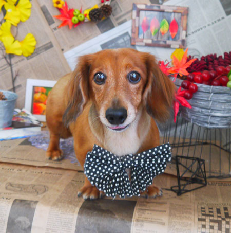 【山手店】2018年9月22日のワンちゃん達♪