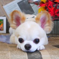 【山手店】2018年9月23日のワンちゃん達♪