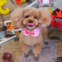 【山手店】2018年9月24日のワンちゃん達♪