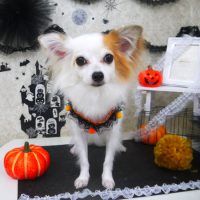 【山手店】2018年9月26日のワンちゃん達♪