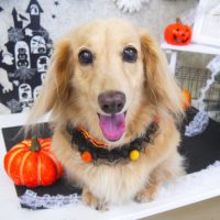 【山手店】2018年9月27日のワンちゃん達♪