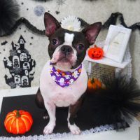 【山手店】2018年9月28日のワンちゃん達♪