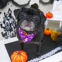 【山手店】2018年9月29日のワンちゃん達♪