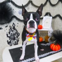 【山手店】2018年9月30日のワンちゃん達♪