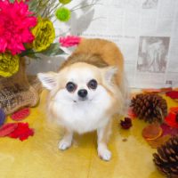 【本店】2018年9月10日のワンちゃん達♪