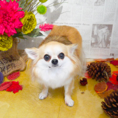 【本店】2018年9月10日のワンちゃん達♪