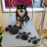 【本店】2018年09月15日のワンちゃん達♪