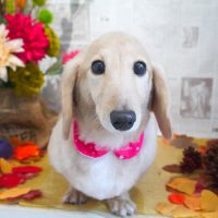 【本店】2018年09月16日のワンちゃん達♪