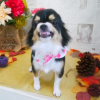 【本店】2018年09月17日のワンちゃん達♪