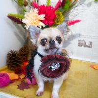 【本店】2018年09月19日のワンちゃん達♪