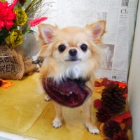 【本店】2018年9月20日のワンちゃん達♪