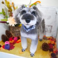 【本店】2018年9月21日のワンちゃん達♪