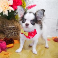 【本店】2018年9月22日のワンちゃん達♪