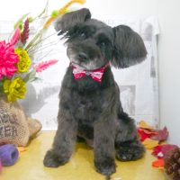 【本店】2018年09月23日のワンちゃん達♪