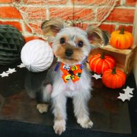 【本店】2018年9月26日のワンちゃん達♪