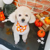 【本店】2018年9月27日のワンちゃん達♪