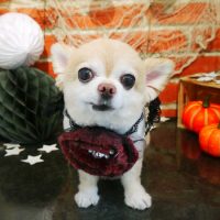 【本店】2018年09月29日のワンちゃん達♪