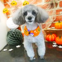 【本店】2018年09月30日のワンちゃん達♪