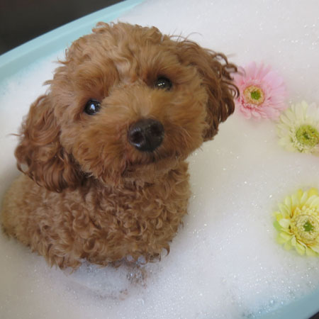 【本店】2018年10月18日のワンちゃん達♪