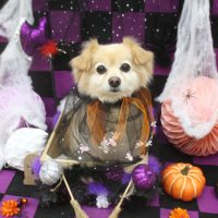 【池下店】2018年10月11日のワンちゃん達♪