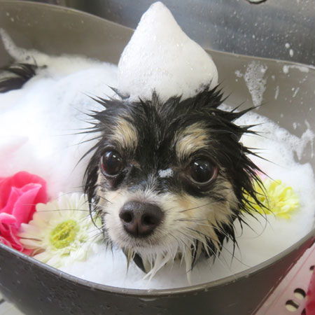 【本店】2018年10月19日のワンちゃん達♪