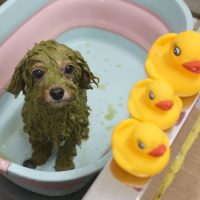 【池下店】2018年10月15日のワンちゃん達♪