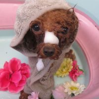 【本店】2018年10月22日のワンちゃん達♪