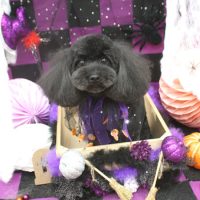 【池下店】2018年10月12日のワンちゃん達♪