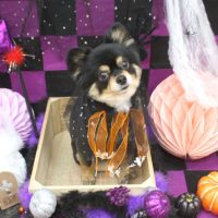 【池下店】2018年10月20日のワンちゃん達♪