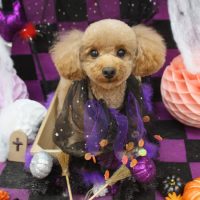 【池下店】2018年10月24日のワンちゃん達♪