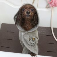 【本店】2018年10月13日のワンちゃん達♪