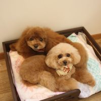 【池下店】2018年10月25日のワンちゃん達♪