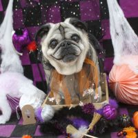 【池下店】2018年10月26日のワンちゃん達♪