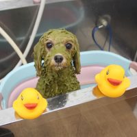 【池下店】2018年10月27日のワンちゃん達♪